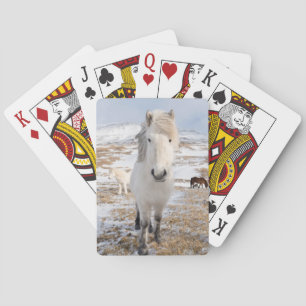 Jeu De Cartes Cheval Blanc Islandais, Islande