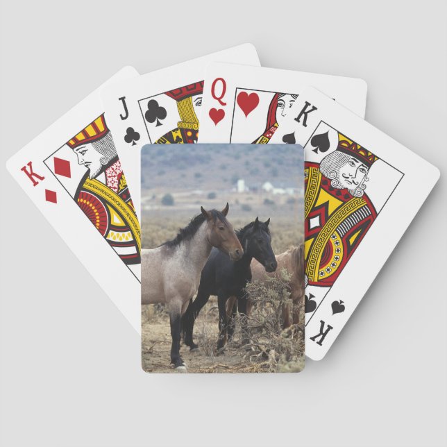 Jeu De Cartes Chevaux Mustang sauvages 5 (dos)