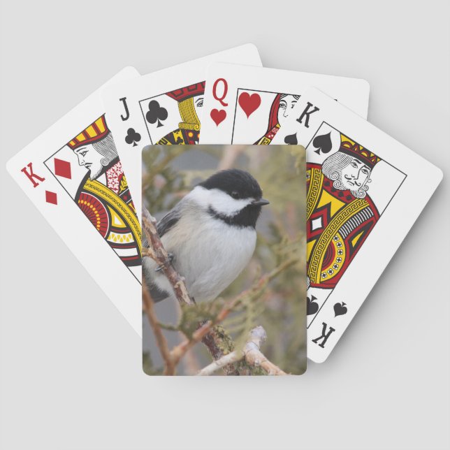 Jeu De Cartes Chickadee_9654 (dos)