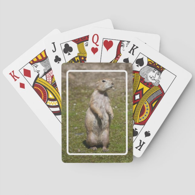 Jeu De Cartes Chien de prairie à queue noire (dos)