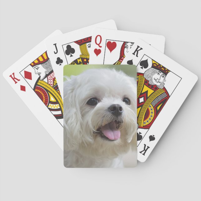 Jeu De Cartes Chien maltais blanc (dos)