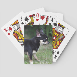 Jeu De Cartes Chihuahua à poil court debout