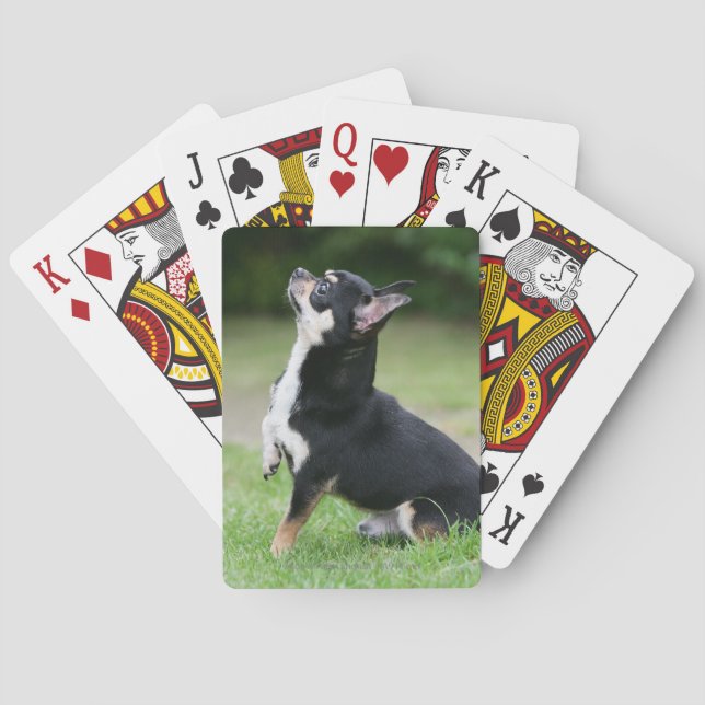 Jeu De Cartes Chihuahua noir et crème (dos)