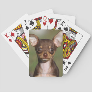 Jeu De Cartes Chihuahua Puppy regarde l'appareil photo