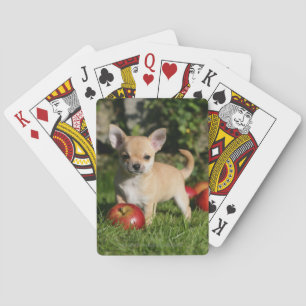 Jeu De Cartes Chihuahua Puppy with Apples