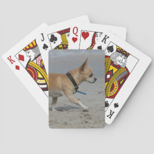 Jeu De Cartes Chihuahua sur la plage