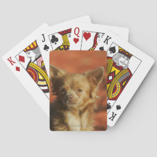 Jeu De Cartes Chiot Chihuahua en gros plan
