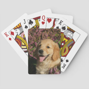 Jeu De Cartes Chiot de rétracteur d'or
