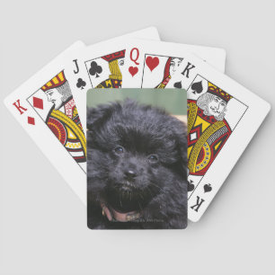 Jeu De Cartes Chiot noir de Pomeranian