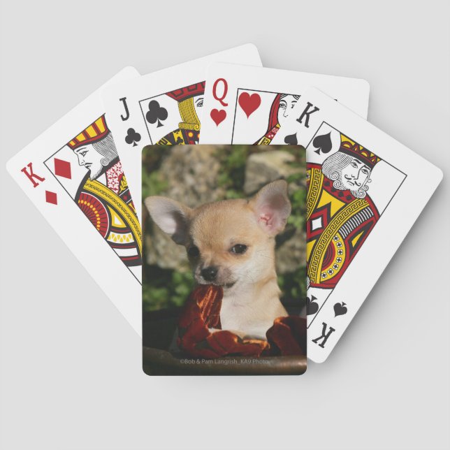 Jeu De Cartes Chiots Chihuahua (dos)