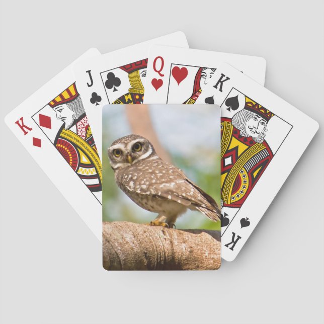 Jeu De Cartes Chouette tachetée en vol matinal. (dos)