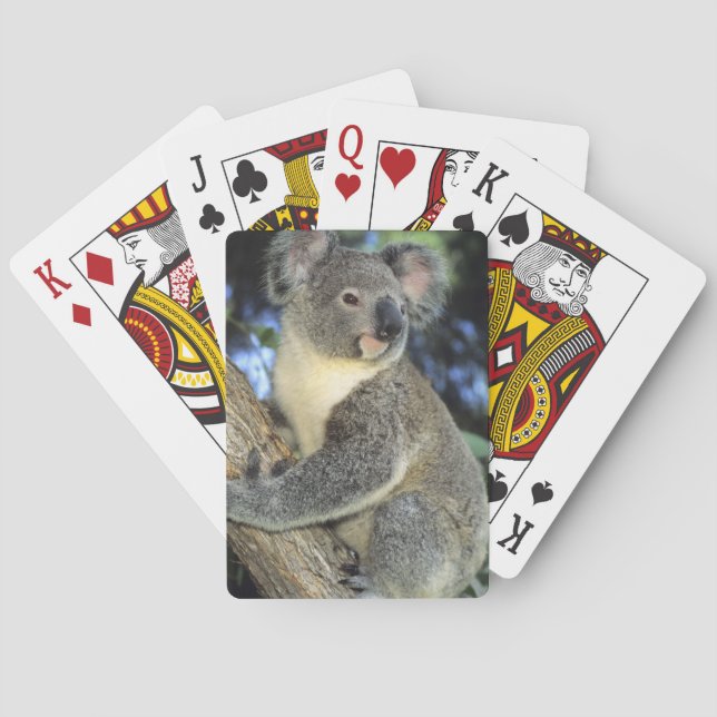 Jeu De Cartes Cinereus de koala, de Phascolarctos), l'Australie, (dos)