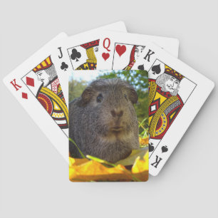 Jeu De Cartes Cobaye mignon en nature