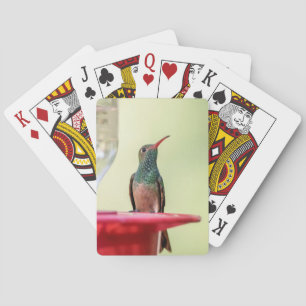 Jeu De Cartes Colibri à ventre cassé au Texas