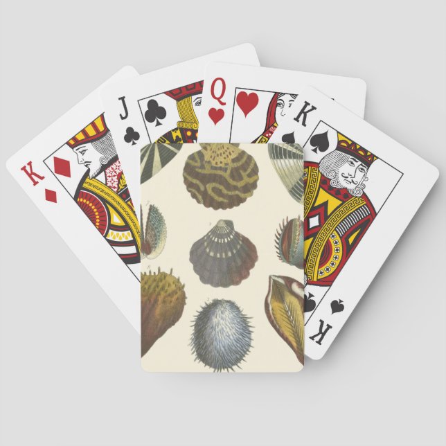 Jeu De Cartes Collection de conchyliologie (dos)