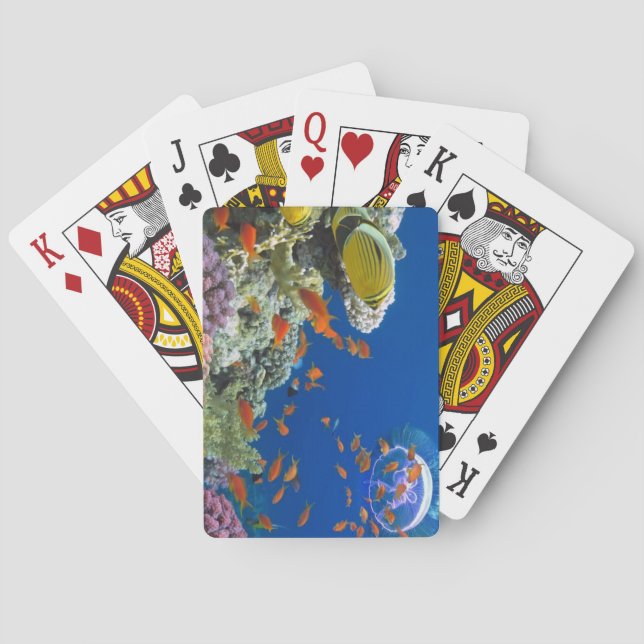 Jeu De Cartes Corail de la mer Rouge, Egypte (dos)
