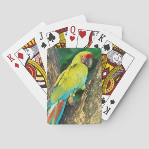 Jeu De Cartes Costa Rica, Ara Ambigua, Grand Ara Vert.