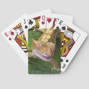 Jeu De Cartes Crested Gecko