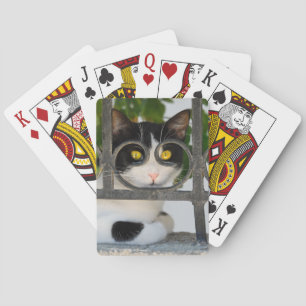 Jeu De Cartes Curieux Chat avec cadre de Spectacles Photo amusan