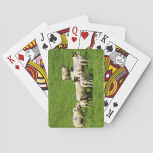 Jeu De Cartes Curiosité