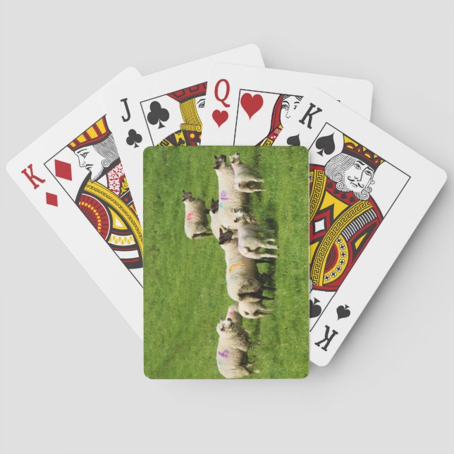 Jeu De Cartes Curiosité (dos)