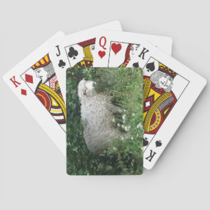 Jeu De Cartes Cute White Fluffy Sheep Eating Playing Cards