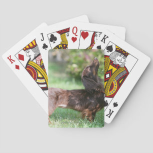 Jeu De Cartes Dachshund miniature à cheveux longs 1