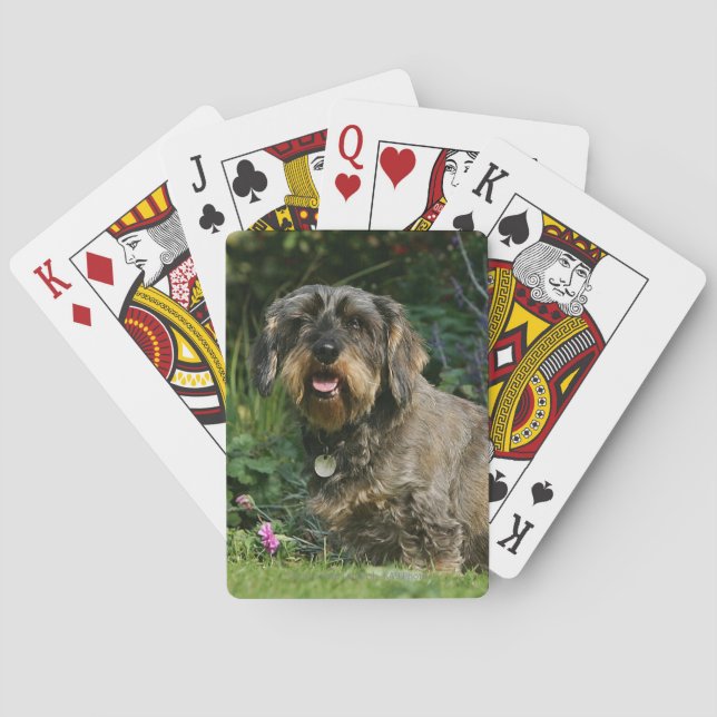Jeu De Cartes Dachshund standard à poil dur assis (dos)