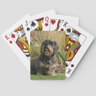 Jeu De Cartes Dachshund standard à poils de fil