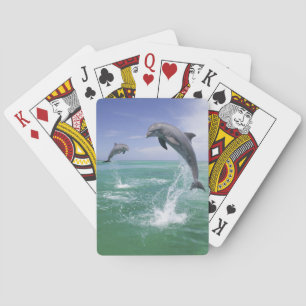 Jeu De Cartes Dauphins à gros nez Tursiops truncatus