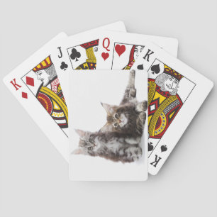 Jeu De Cartes Deux chatons du chat coon du Maine
