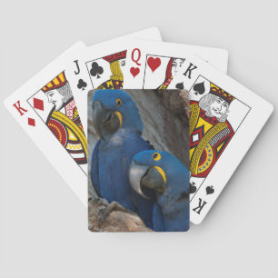 Jeu De Cartes Deux Macaws Hyacinth, Brésil