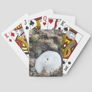 Jeu De Cartes Dollar du sable dans le Fiji Reef à Low Tide