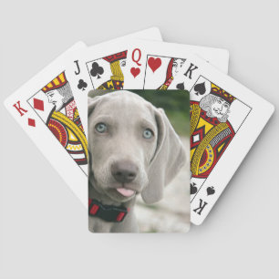 Jeu De Cartes Drôle Chien Sticking Tongue Out Photo