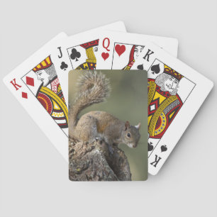 Jeu De Cartes Écureuil gris oriental ou écureuil gris