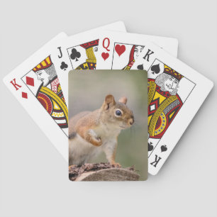 Jeu De Cartes Écureuil rouge