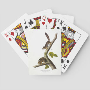 Jeu De Cartes Écureuil rouge américain (Colombien de Richardson)