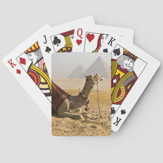 Jeu De Cartes Egypte, Le Caire. Un chameau solitaire (dos)