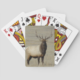Jeu De Cartes Élan mâle E46 Gros Taureau