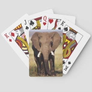 Jeu De Cartes Éléphant de savane d'Afrique