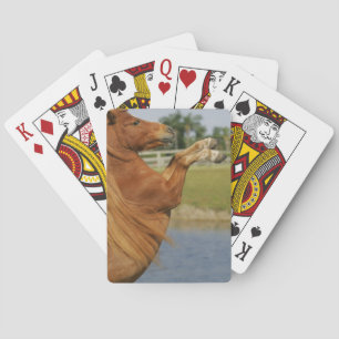 Jeu De Cartes Élevage de chevaux miniatures