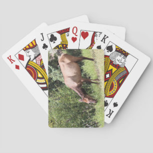 Jeu De Cartes Elk de pâturage, Springs de mammouth, Yellowstone