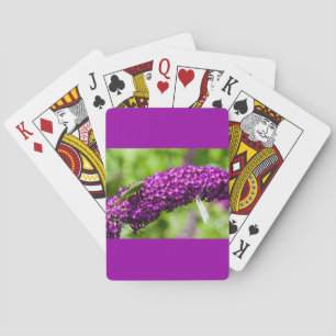 Jeu De Cartes énergie de la sauterelle