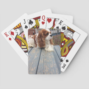 Jeu De Cartes Épagneul cavalier du Roi Charles