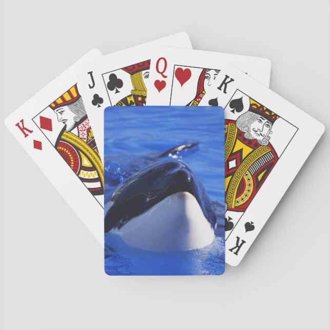 Jeu De Cartes Épaulard d'orque (dos)