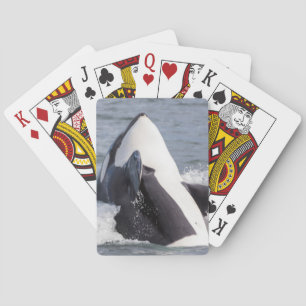 Jeu De Cartes Épaulard faisant une cabriole