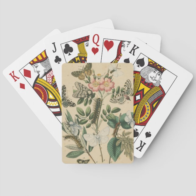 Jeu De Cartes Étapes de la vie des papillons par Vision Studio (dos)