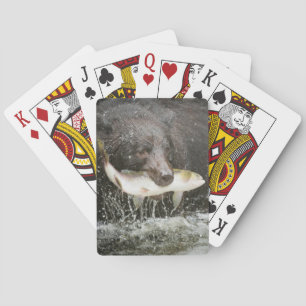 Jeu De Cartes États-Unis, Alaska, Anan Creek. Gros plan sur un o