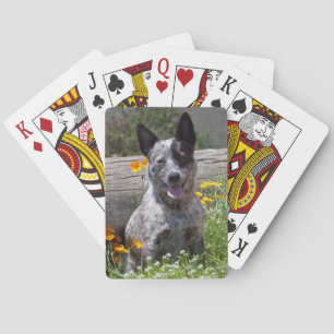 Jeu De Cartes États-Unis, Californie. Guérisseur du Queensland a