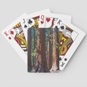 Jeu De Cartes États-Unis, Californie. Troncs d'arbres Redwood, M